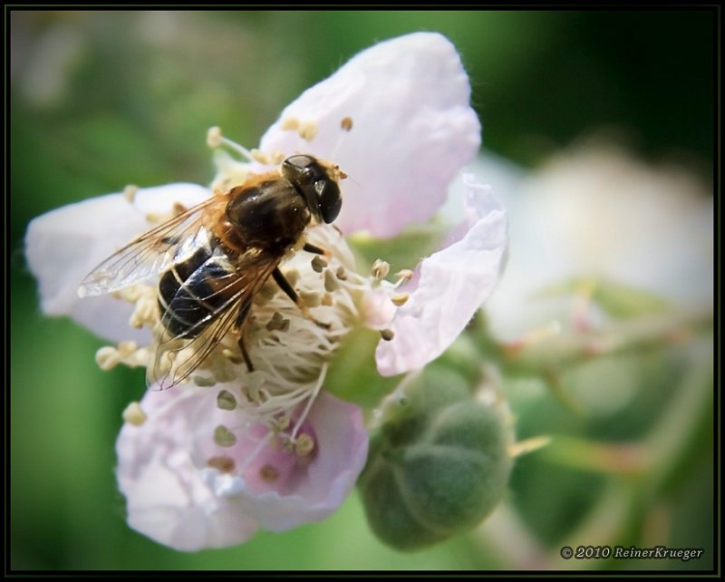 IMG_4515.jpg - Biene auf Brombeerblüte