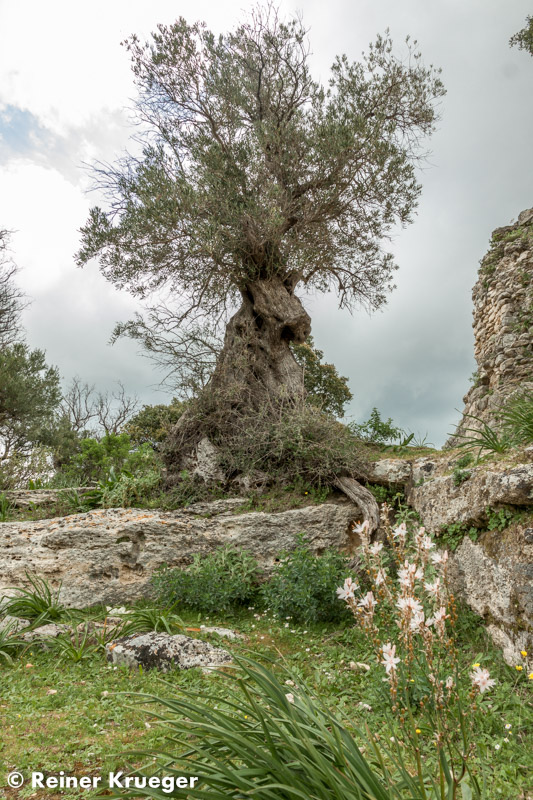 Kreta2015_157.jpg