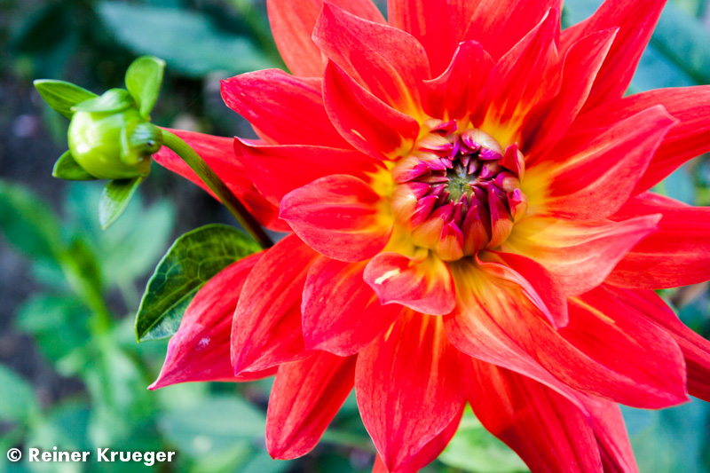 IMG_0837.jpg - Dahlien-Blüte im Großen Garten