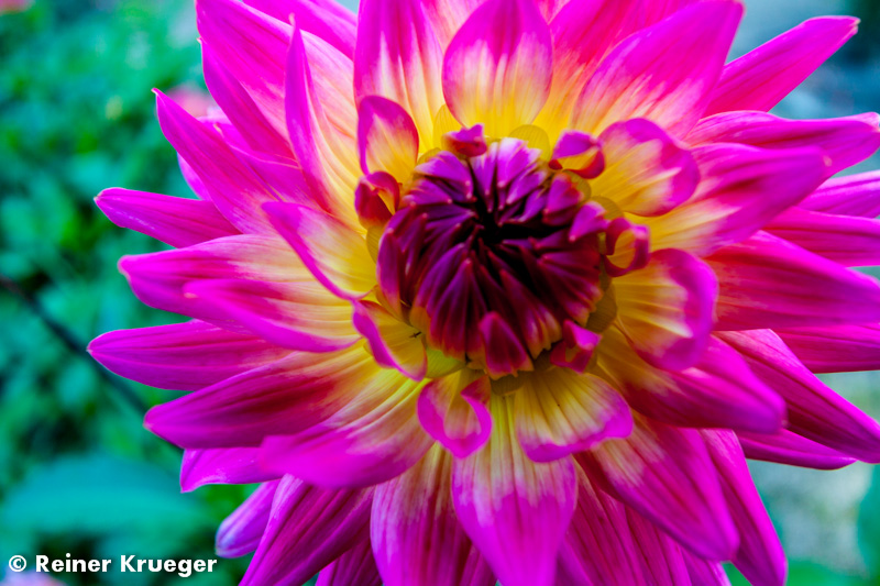 IMG_0840.jpg - Dahlien-Blüte im Großen Garten