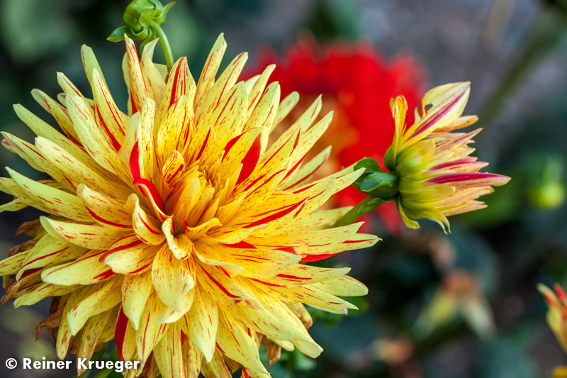 IMG_0855.jpg - Dahlien-Blüte im Großen Garten