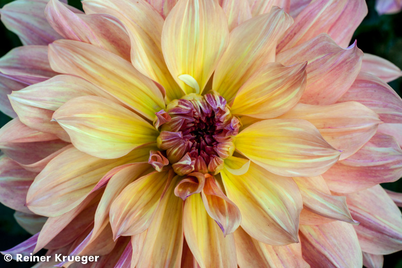 IMG_0871.jpg - Dahlien-Blüte im Großen Garten
