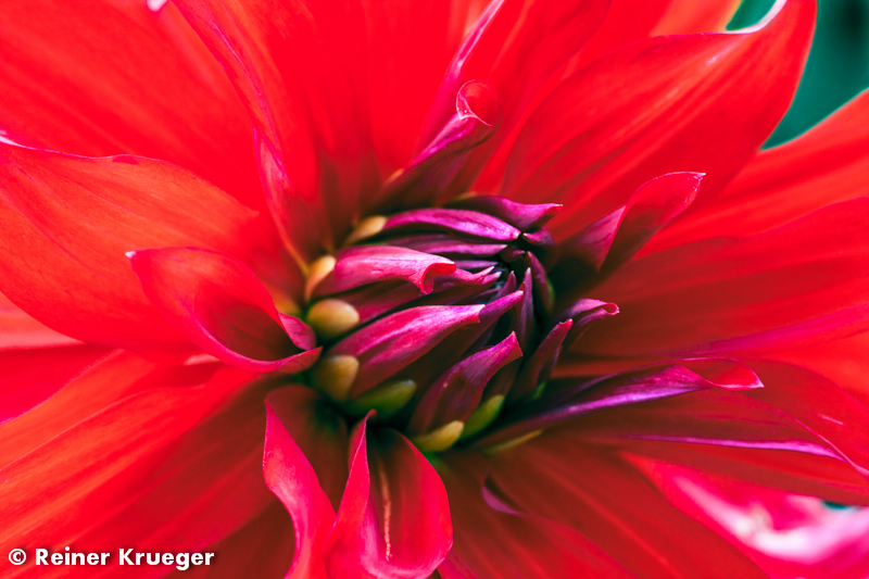 IMG_0880.jpg - Dahlien-Blüte im Großen Garten