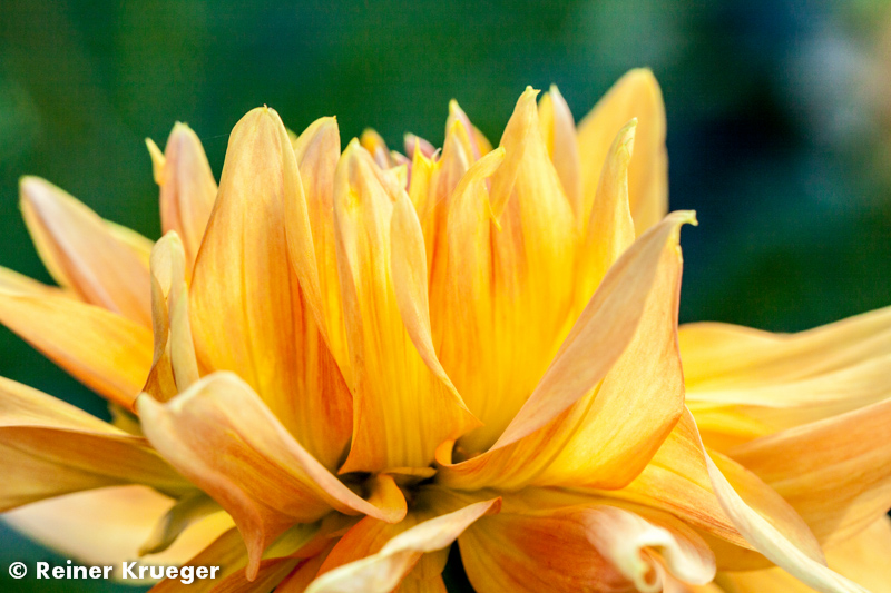 IMG_0884.jpg - Dahlien-Blüte im Großen Garten