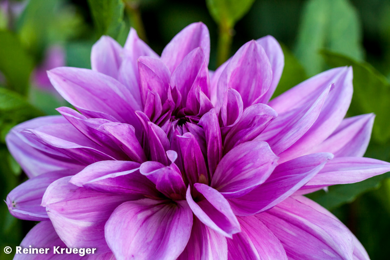 IMG_0889.jpg - Dahlien-Blüte im Großen Garten