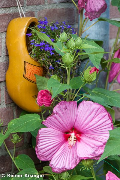 IMG_0251.jpg - Hoorn