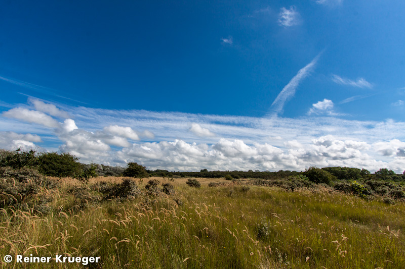IMG_9772-1-1.jpg - Dünenschutzgebiet nördlich von Wijk aan Zee