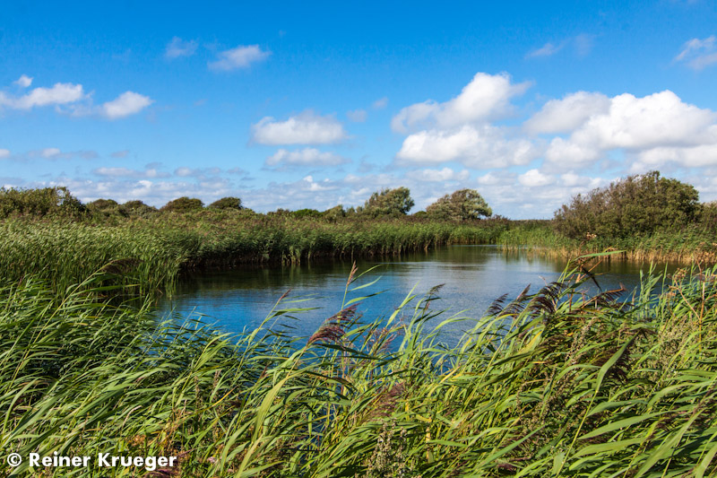 IMG_9776-1-1.jpg - Dünenschutzgebiet nördlich von Wijk aan Zee