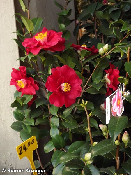 Toskana-047.jpg - Greve in Chianti